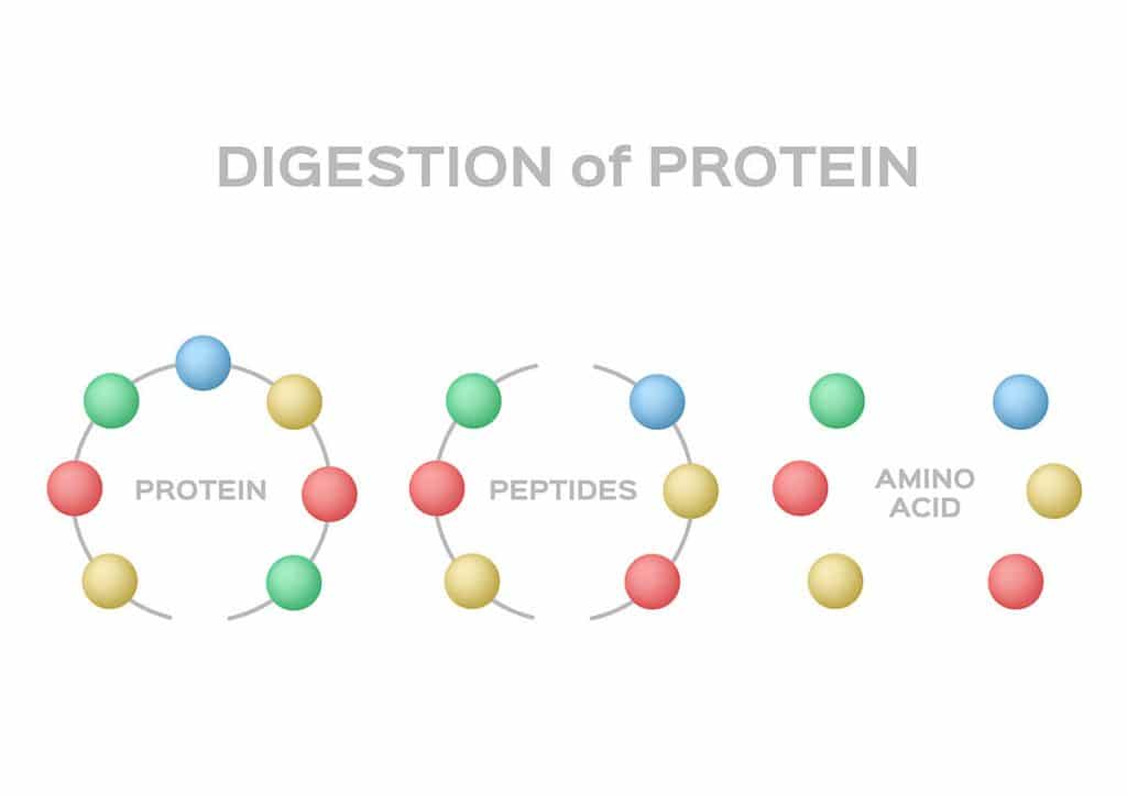 Graphic illustration showing digestion of protein 