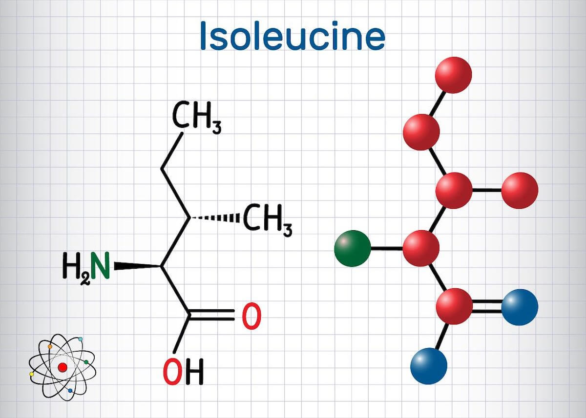Leucine vs isoleucine: isoleucine chemical composition