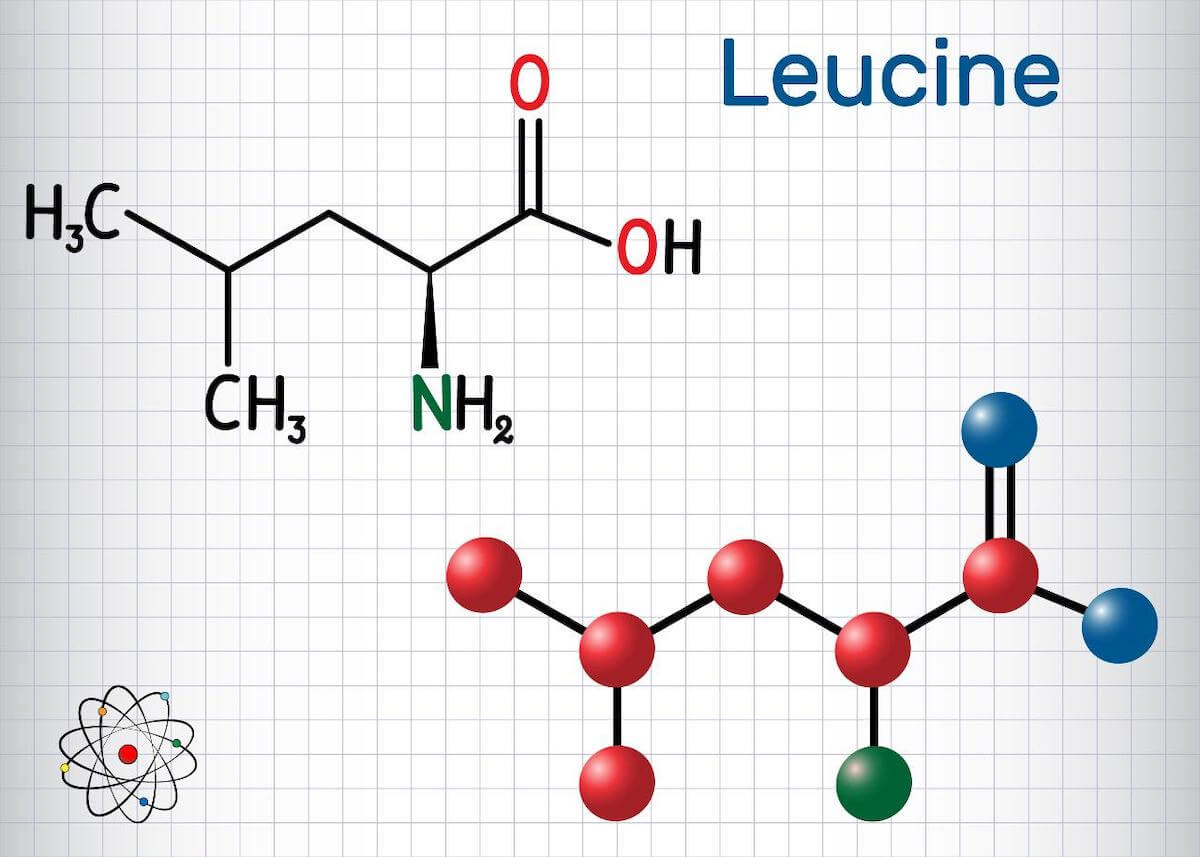 Leucine vs isoleucine: leucine chemical composition